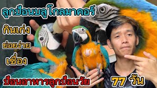 อัพเดทลูกป้อนนกเเก้วขนาดใหญ่ Blue and gold macaw เชื่อง เลี้ยงง่าย น่ารัก หาไก้ตามตลาดจตุจักร