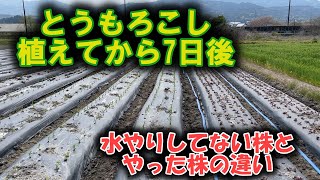 とうもろこし植えてから水やったほうがいい？水やりした株としてない株の違い。ほっと一息ポイント