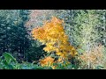 尾瀬って広すぎ 綺麗ずぎ 圧倒的景色に絶句した ｜尾瀬国立公園｜湯ノ花温泉｜ドライブ｜田舎暮らし｜福島県｜4k