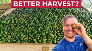 SECOND CALAMANSI HARVEST (More Philippines Farming Success?)