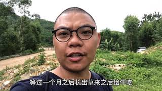 找点草种子来种，明年山上牛不愁没草吃