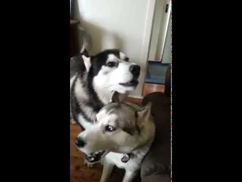 Siberian Huskies Sing The Song Of Their People Youtube