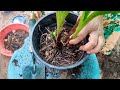 ground orchid propagation ഗ്രൗണ്ട് ഓർക്കിഡ് നിറയെ പൂക്കളും തൈകളും ഉണ്ടാകാൻ flowering tips