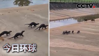 狭路相逢 水獭家族与流浪狗“争地盘” |《今日环球》CCTV中文国际