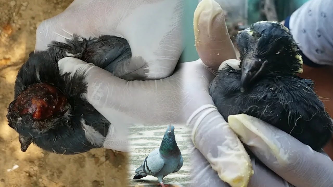 Rescuing Pigeon Baby Bird | Wildlife Video | #NamanVlogs - YouTube