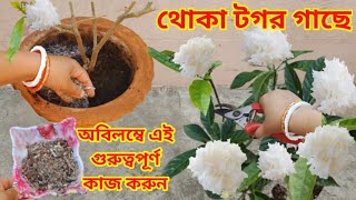 থোকা টগর গাছে অবিলম্বে এই গুরুত্বপূর্ণ কাজ করুন / Double Crape Jasmine Care / Pruning \u0026 Repotting