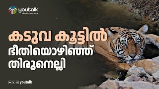 കടുവ കൂട്ടില്‍ ,  ഭീതിയൊഴിഞ്ഞ് തിരുനെല്ലി|TIGER