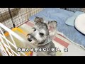 【ばぁば再来】ばぁばに女にされた兄シュナウザー【シュナウザー多頭飼い】