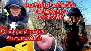 เอาตัวรอดยังไง ในวันที่หนาวจัด 0 องศาลมแรงมาก| งานสวนแอปเปิ้ลเกาหลี|งานเกาหลี|แรงงานไทยในเกาหลี