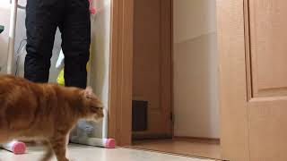 猫と一緒に月間チャレンジ【999日目】バーピー\u0026ぶら下がり