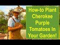 How to Plant Cherokee Purple Tomatoes in Your Garden!