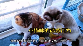 小猫咪的迷惑行为！