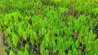 പാലാ റബര്‍ തൈകൾ (PALA RUBBER SAPLINGS)