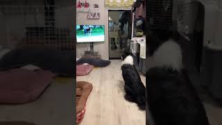 ボーダーコリー　リンジーの成長記録 ディスク大会のお勉強①#cute #ボーダーコリー #bordercollie