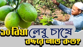 ১০বিঘা বীজ বিহীন লেবু চাষে বছরে লাভ কত? সীডলেস লেবু চাষ পদ্ধতি | Seedless Lemon Farming