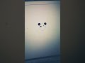 Draw Panda Face Using Python Turtle Graphics 🐼