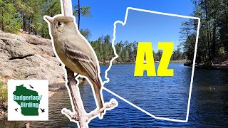 Story of the CRAZY RARE Pine Flycatcher in Arizona (ABA Code 5)