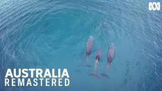 Dolphins perfect the art of hydroplaning | Australia Remastered