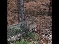 crazy mean cat gets brave