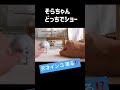 インコのそらちゃん、どっちか当てるよ セキセイインコ