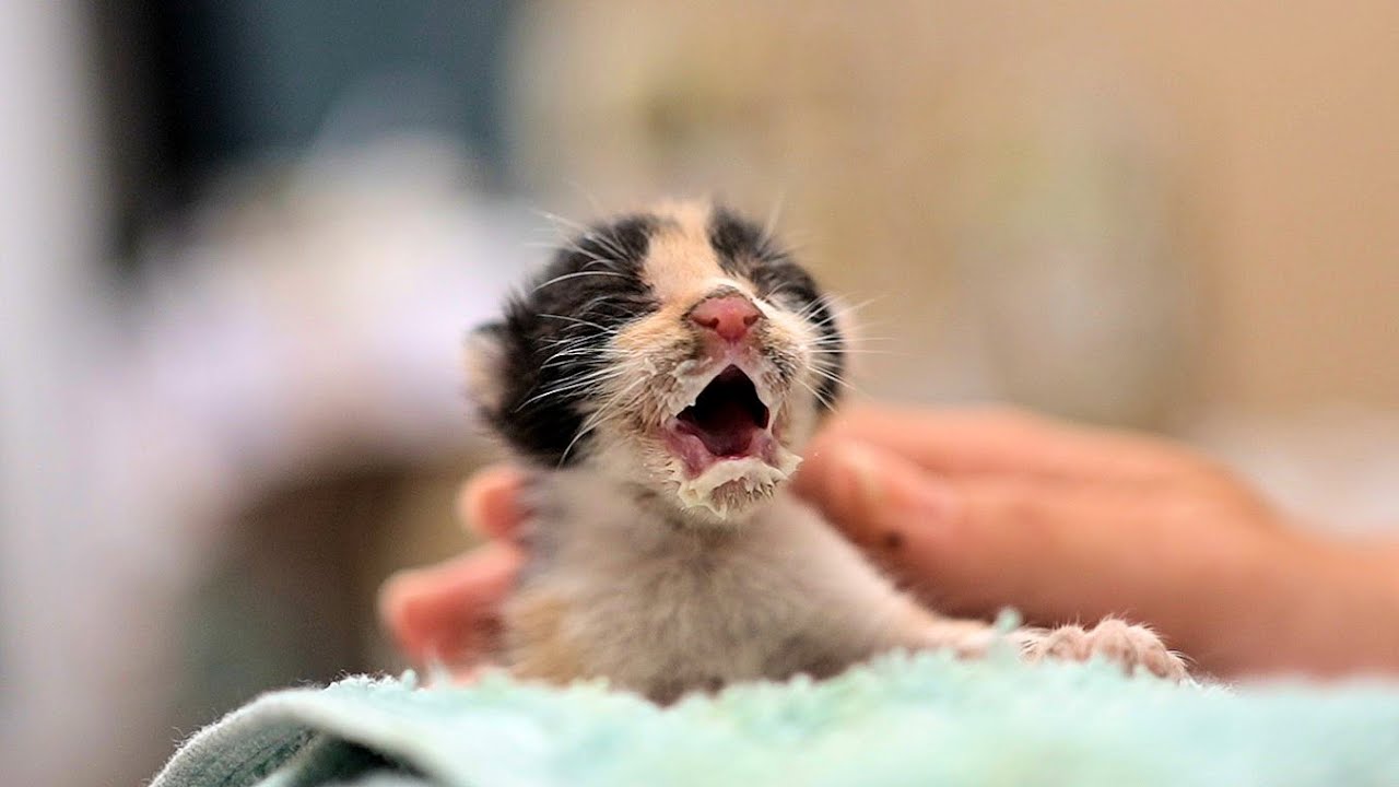 Cry Of A Baby Kitten Youtube