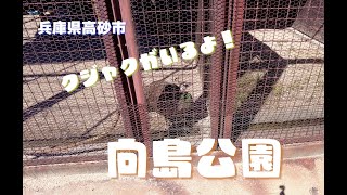 無料で孔雀が見られる穴場スポット♪兵庫県高砂市「向島公園」