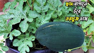 ছাদ বাগানে টবে তরমুজ চাষ করার সব থেকে সহজ উপায়  || How to grow watermelon at rooftop garden