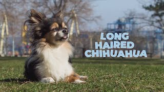 Everything You Need to Know about Long Hair Chihuahuas