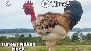 Top 10 Chicken Breeds You Should Eat |  8- Turken Naked Neck | Known Fact | 2020