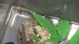 Japanese Tree Frog eating cockroaches ゴキブリを食べるカエル