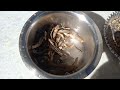 kashmiri hoggad dry fish tchout kashmiri sun dried fish hokhgaade hokh gaad foziarasool