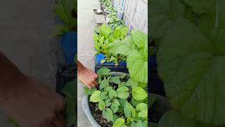 Gardening Fish Mint | Kitchen Garden | #garden #kitchen#FishMint #nature