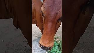 | हमारी उलझन सुलझाओ भगवान तुम्हारे बिना हमारा कौन नहीं🙏 😭best 🐄#short