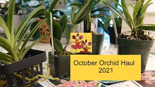 Unboxing (Unwrapping) Four New Orchids | New Orchid Haul | Orchid Shopping with a Surprise Ending!