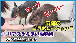 【トリアスふれあい動物園】動物ふれあいNo.1in福岡～自由すぎな動物園‼～