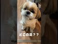 【おすわり】3本足おすわり？！ シーズー