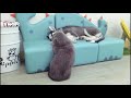 【哈士奇二逗】对二哈来说🐱猫和鱼🐟哪个更难相处？funniest animals 猫狗大战 猫狗双全