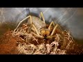 camel spider screeching stridulating