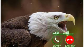 eagle sound ringtone for message tone