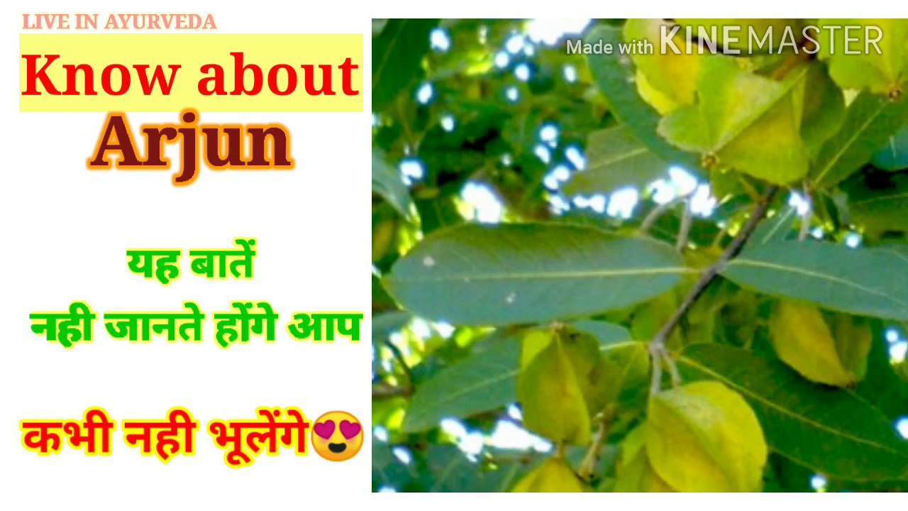 अर्जुन | Terminalia Arjuna | Medicinal Benefits And Home Uses | पेड़ को ...