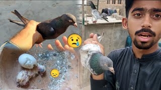 Golden Kabootar Kisi Na Pkar Lia😢 || Baby Pigeon Egg Sa Nikalta Hi Mar Gea😞. #itspigeonlover