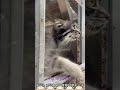 【マヌルネコ】アズちゃんを驚かせるナル君💜💛　 shorts 神戸どうぶつ王国 manul pallascat 兔猻 マヌルネコ ナル アズ pallasscat cat