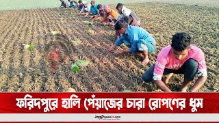 ফরিদপুরে হালি পেঁয়াজের চারা রোপণের ধুম || Jago News