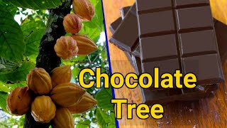 Organic Cocoa Tree, Fruit, \u0026 Beans : Chocolate Tree - Theobroma cacao