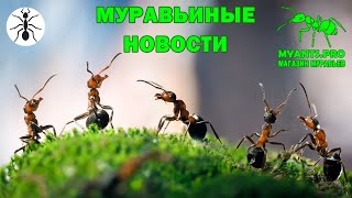 Муравьиные новости канала MyAnts