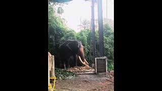 ചിറക്കടവ് തിരുനീലകണ്ഠൻ 🔥| @Arun MO Photography | #elephant #Chirakkadavu #youtubeshorts #shorts