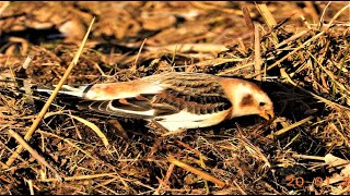 SNOW BUNTINGS - Plectrophenax nivalis