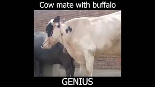 COW MATES WITH BUFFALO || CROS ANIMALS MATING 😅