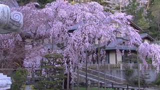 2014 4/1 栃木市大山寺のしだれ桜