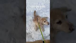 #강아지 #puppy #골든리트리버 #댕댕이 #리트리버 #반려견 #강아지브이로그 #강아지일상 #pets #진트리버